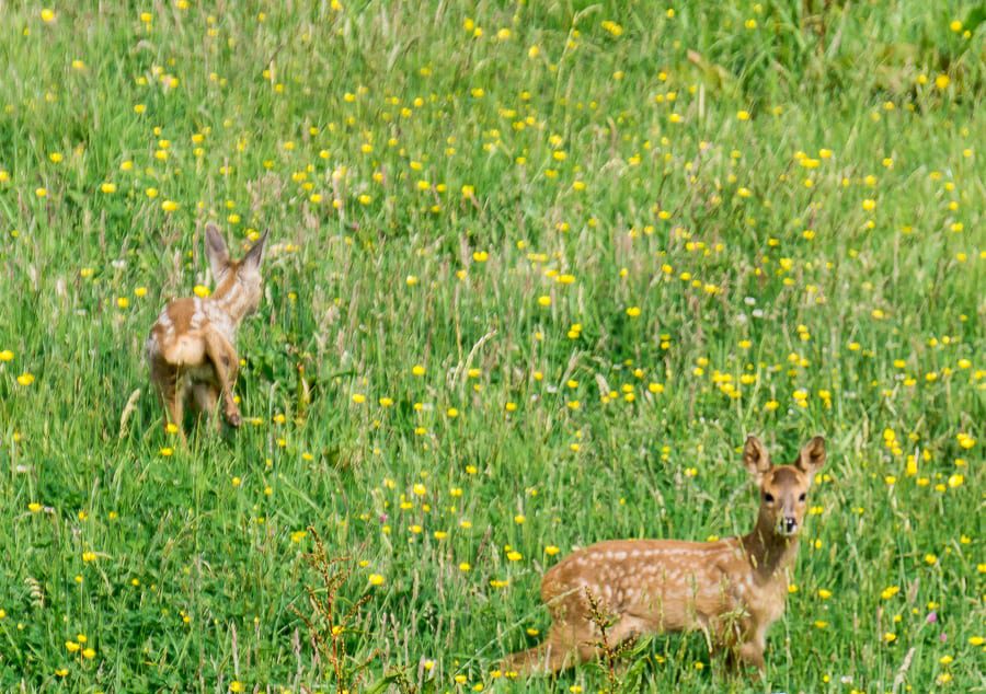 Fawn twins wild flowers