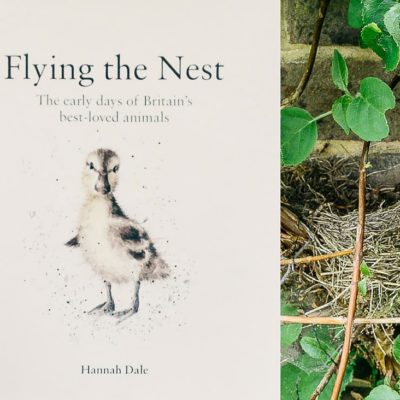 Flying the Nest – The Early Days of Britain’s best loved animals