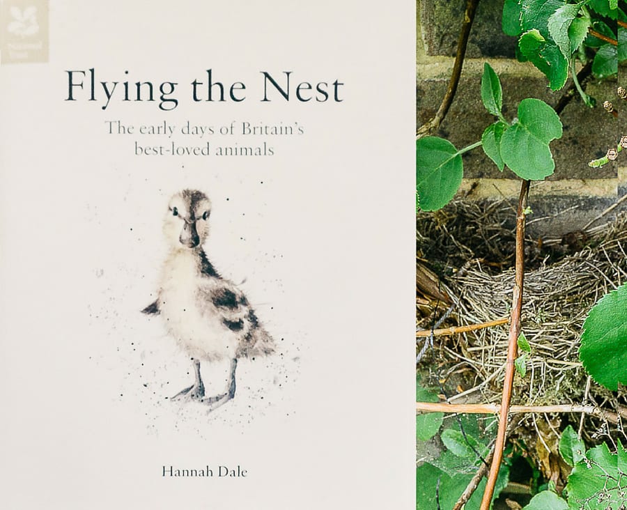 Flying the Nest Review Hannah Dale