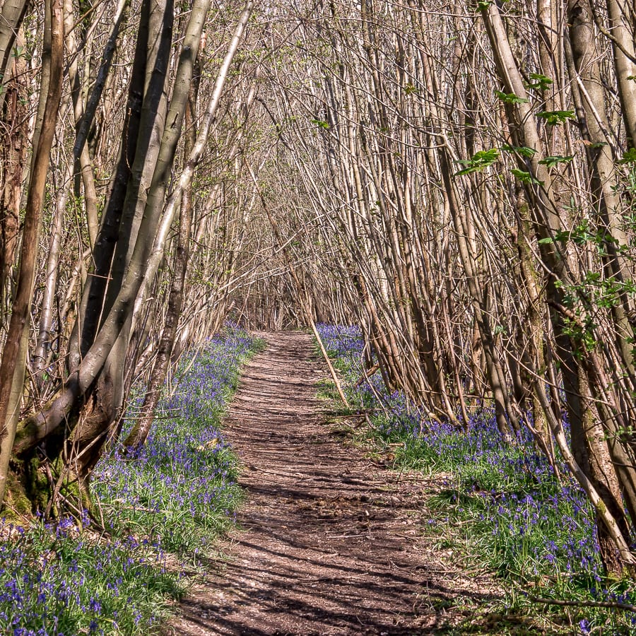 Pine plantation April bluebells