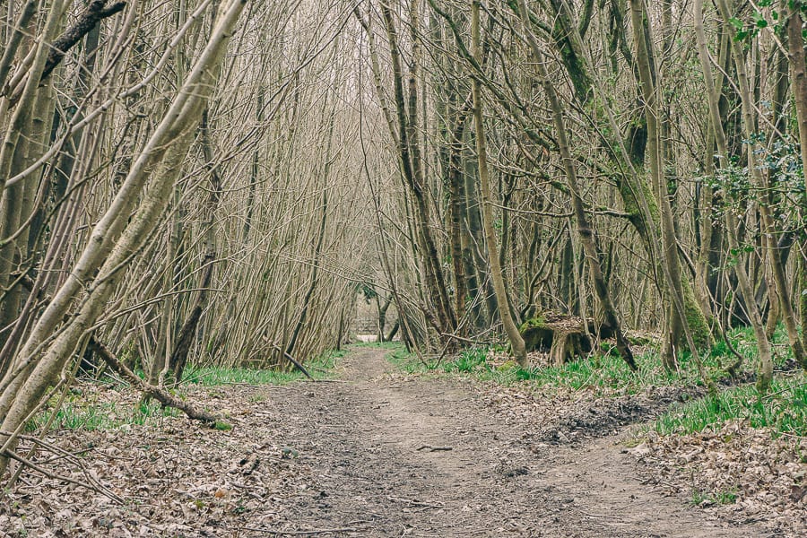 Pine plantation March coppice path