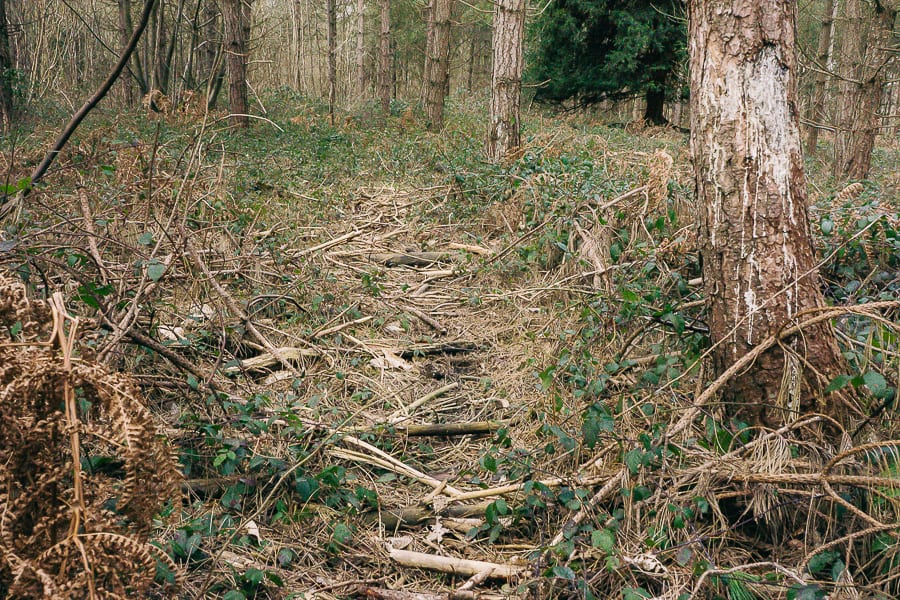 Brackens and leaves among pines