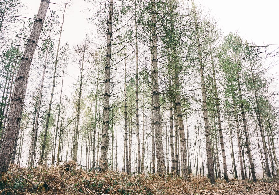 Pine plantation March lines trees