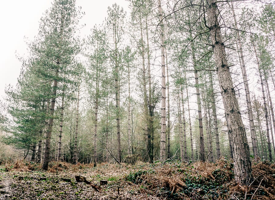 Pine woods March trees