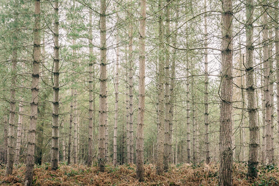 Pine woods March and ferns