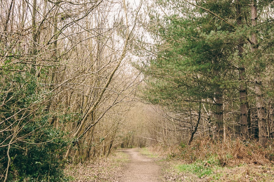 Wood path in March