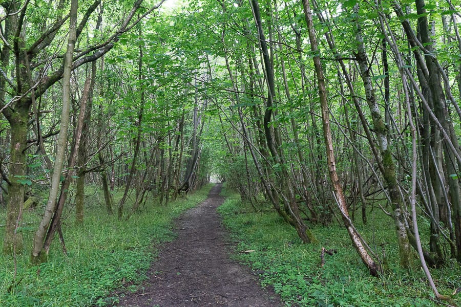 Pine plantation May coppice path