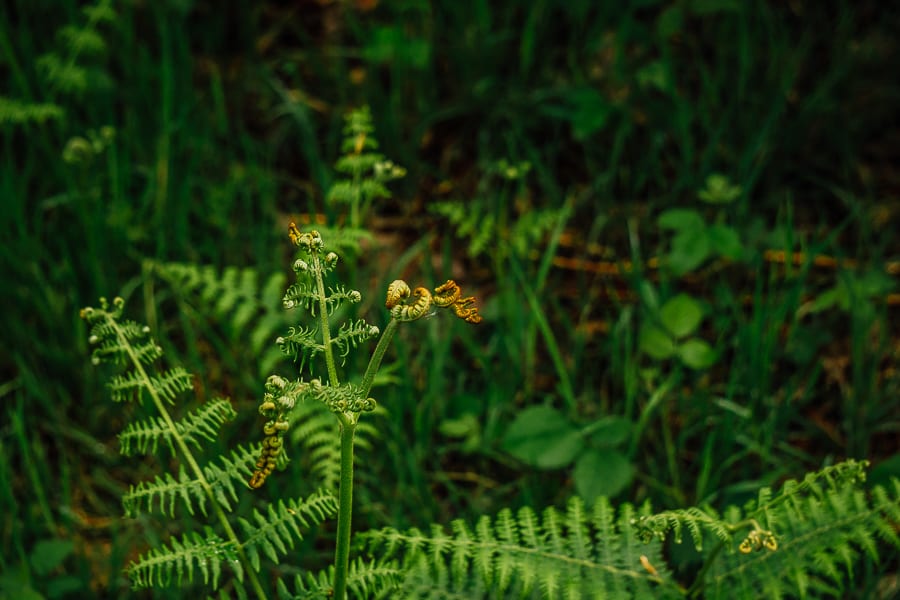 Pine plantation May curling fern