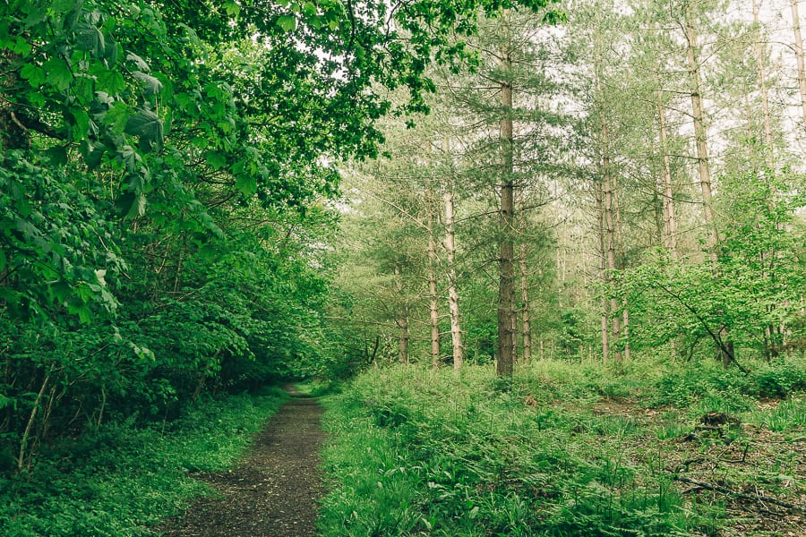 Wood path in May