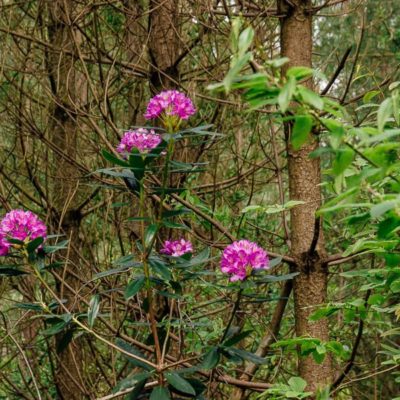 Rhododendrons amid pines