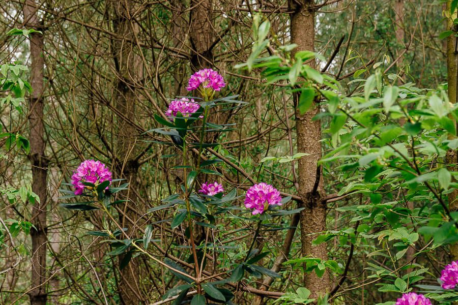 Rhododendrons amid pines