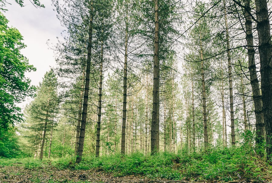 Pine plantation May wood edge