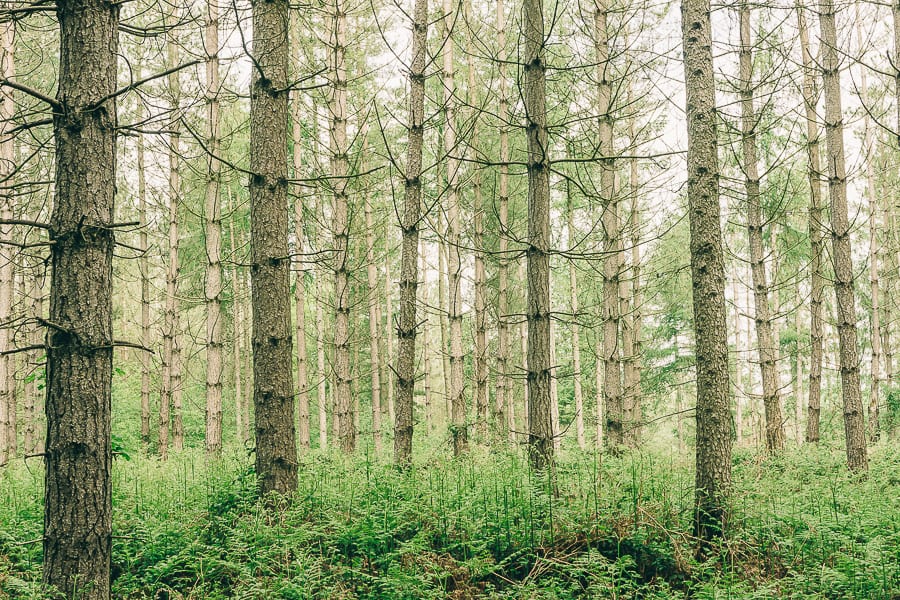 Pine plantation May treeline