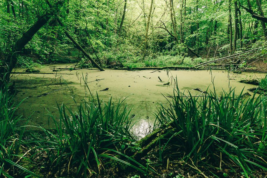 Pond in woods