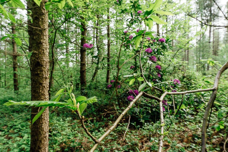 Rhododendrons in pine woods