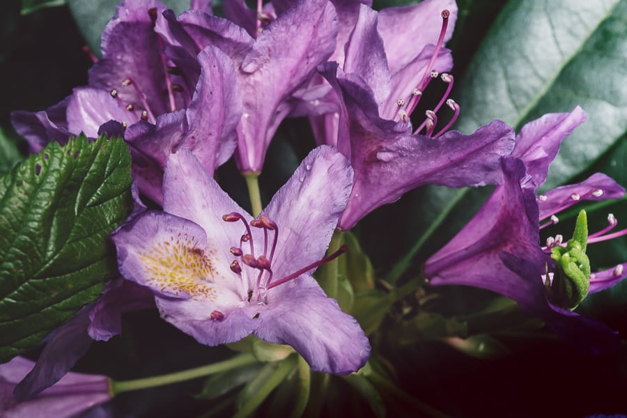 Rhododendrons in woods