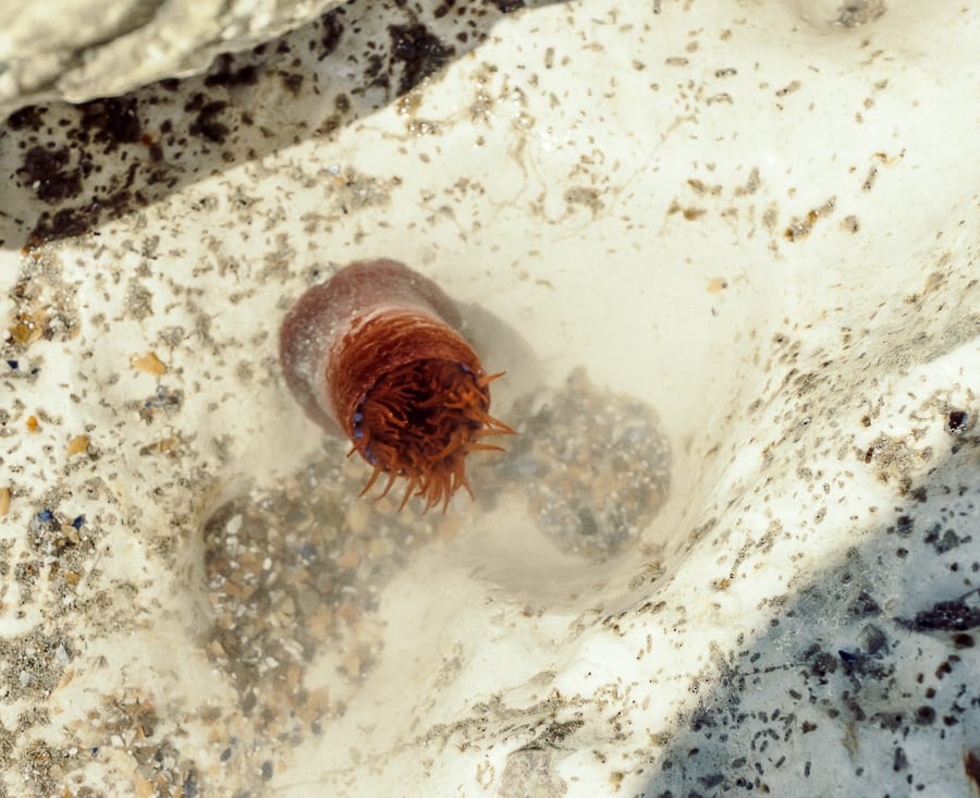 Rock pooling beadlet anemone