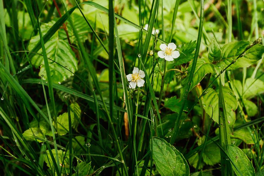 Wild strawberries