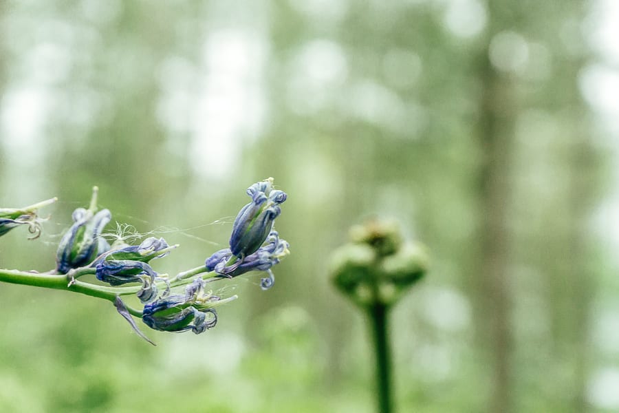 Dying bluebells and fern