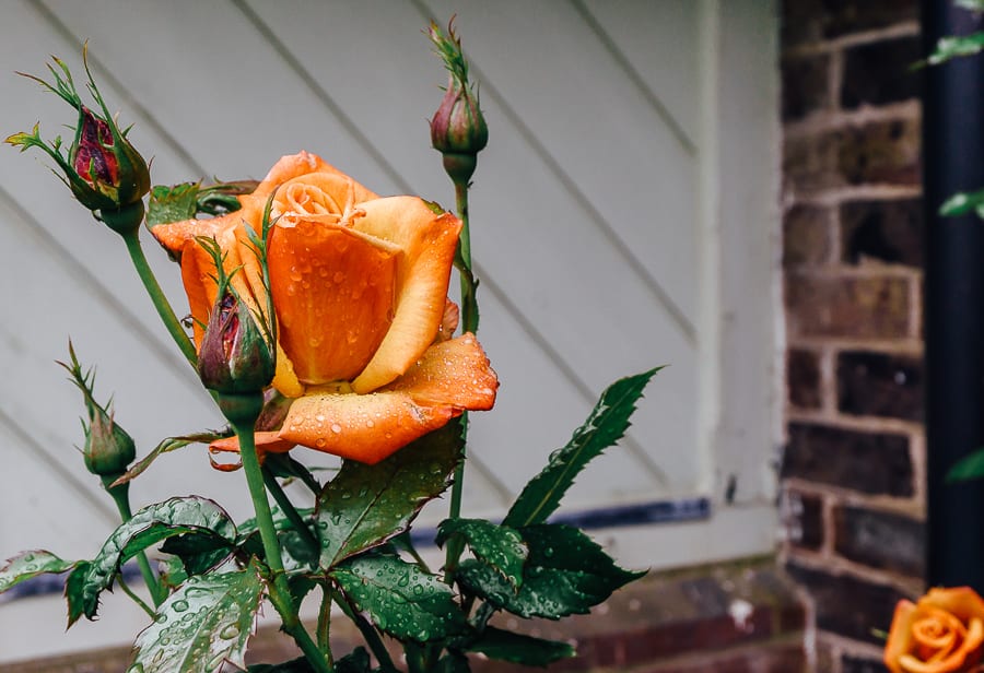 Blood orange rose in rain