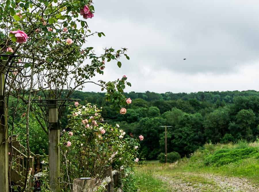 Climbing rose frames in valley