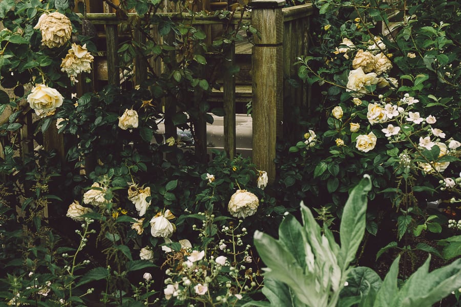 Deck stairs and climbing roses