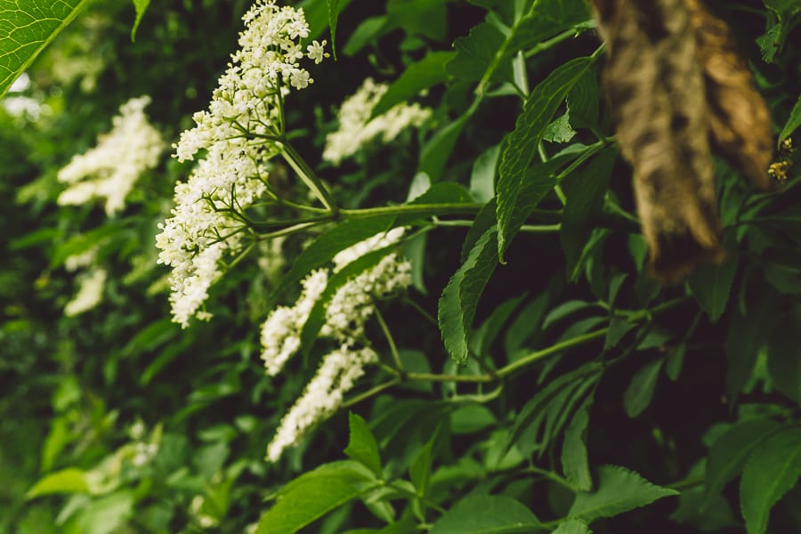 Elderflower panicles