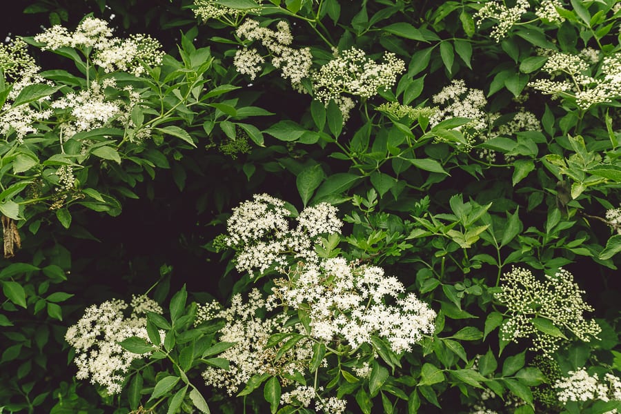 Elderflower shrub hedgerow