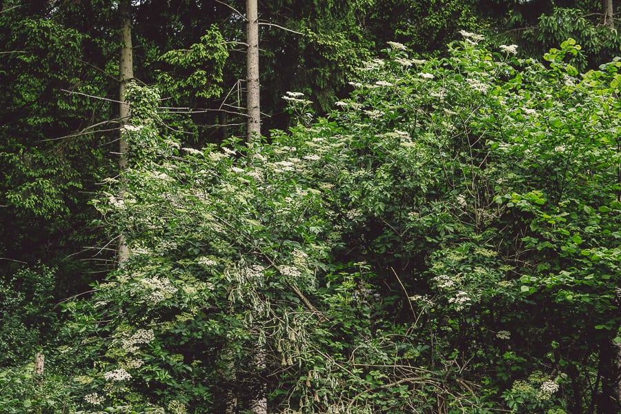 Elderflower woods