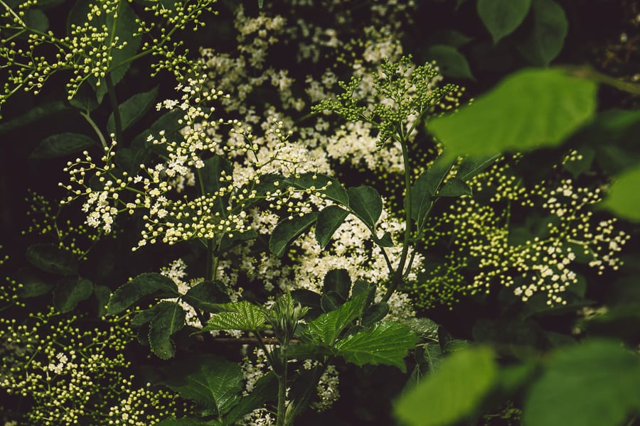 Elderflowers in hedgerow