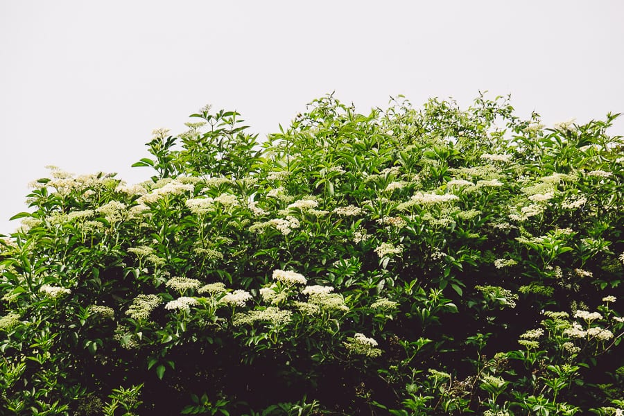 Elderflowers blossoming