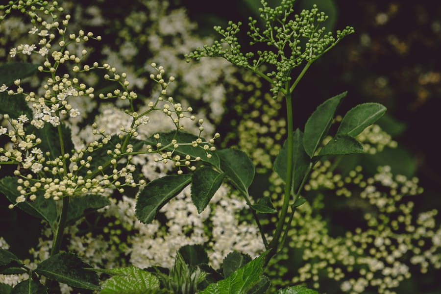 Elderflowers shrub in woods