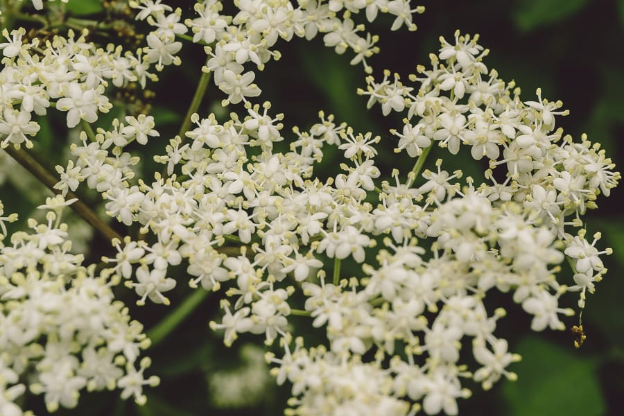 Elderflowers tiny flowers