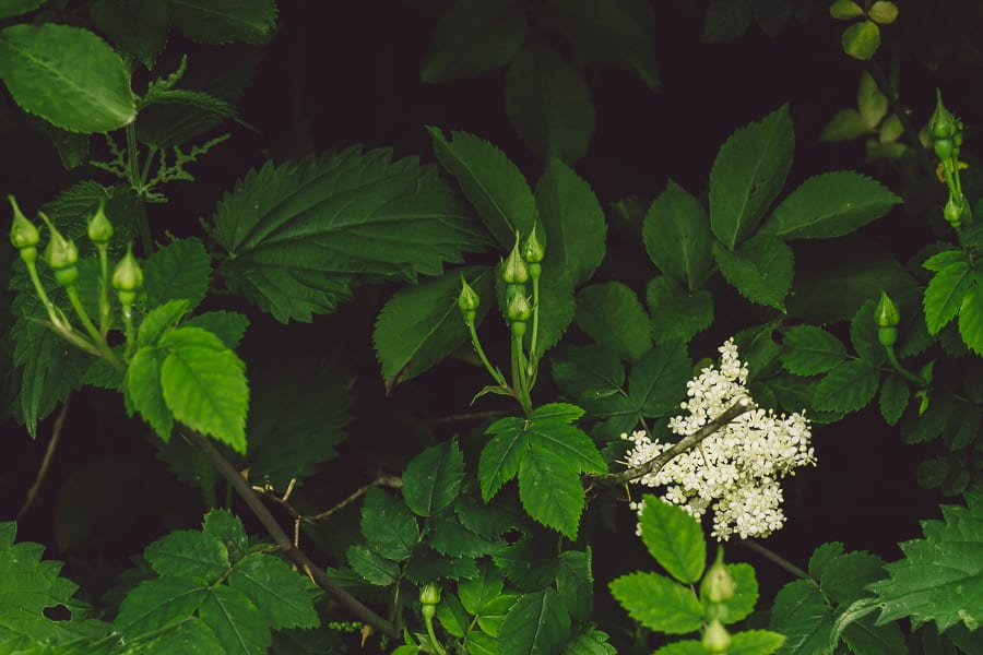 Elderflowers wild rose buds