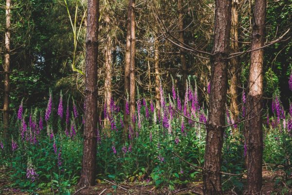 Foxgloves woodlands