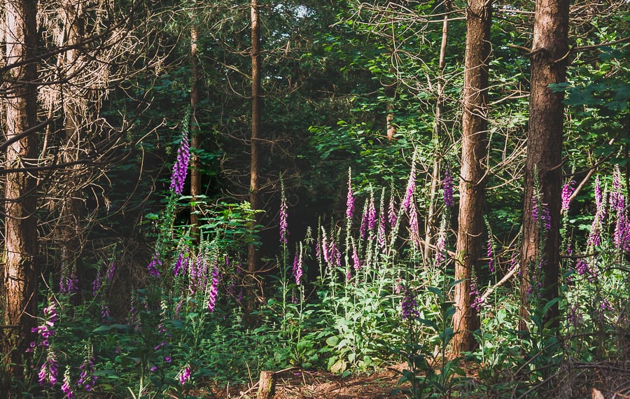 Cluster Foxgloves in woods 