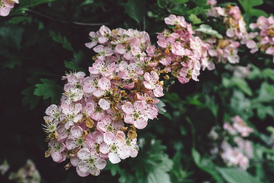 Hedgerow Hawthorn blossoms