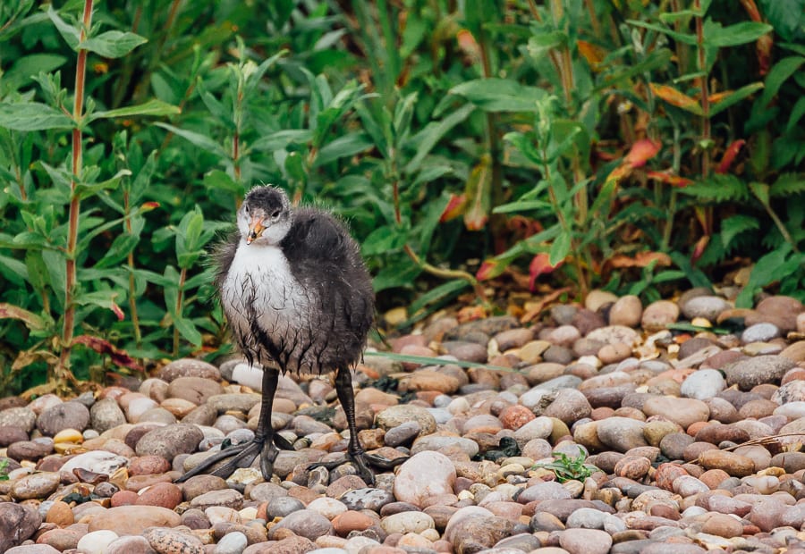 London Wetland Centre Coot Chick