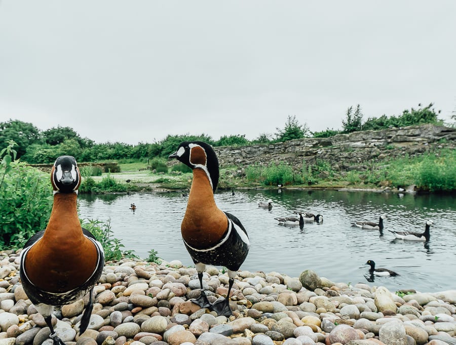 London Wetland Centre Red breasted geese