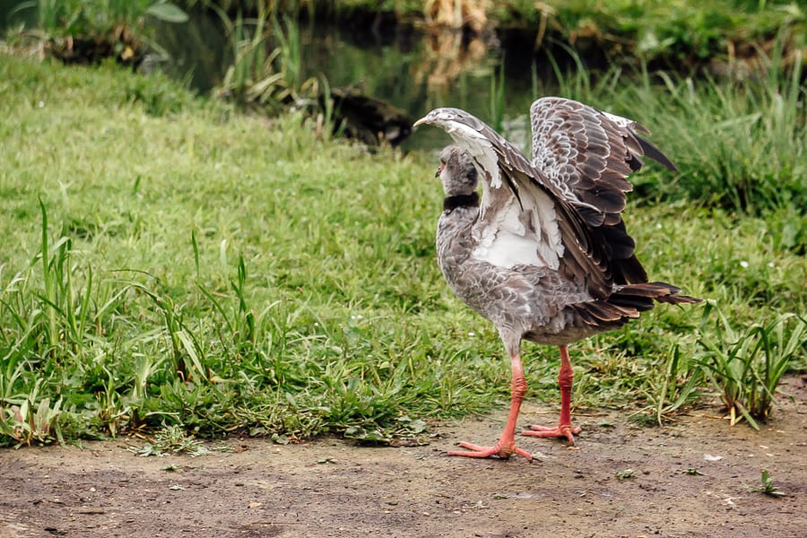 London Wetland Centre bird flapping wings