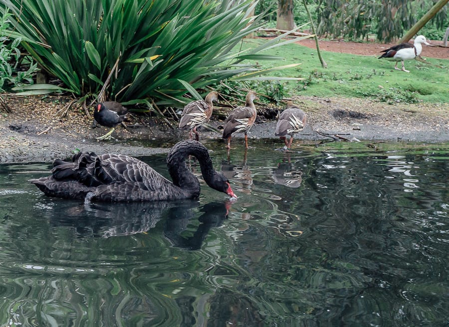 London Wetland Centre black swan whistling ducks