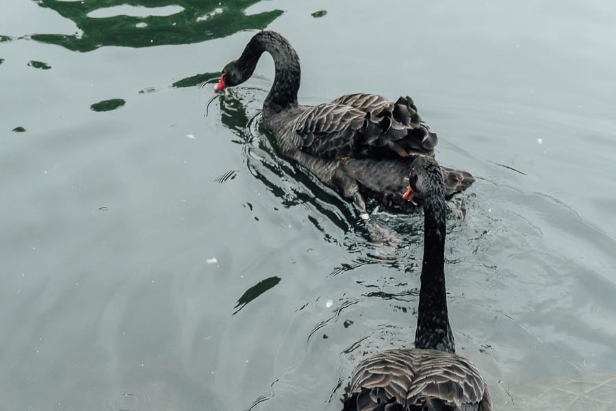 London Wetland Centre black swans wading