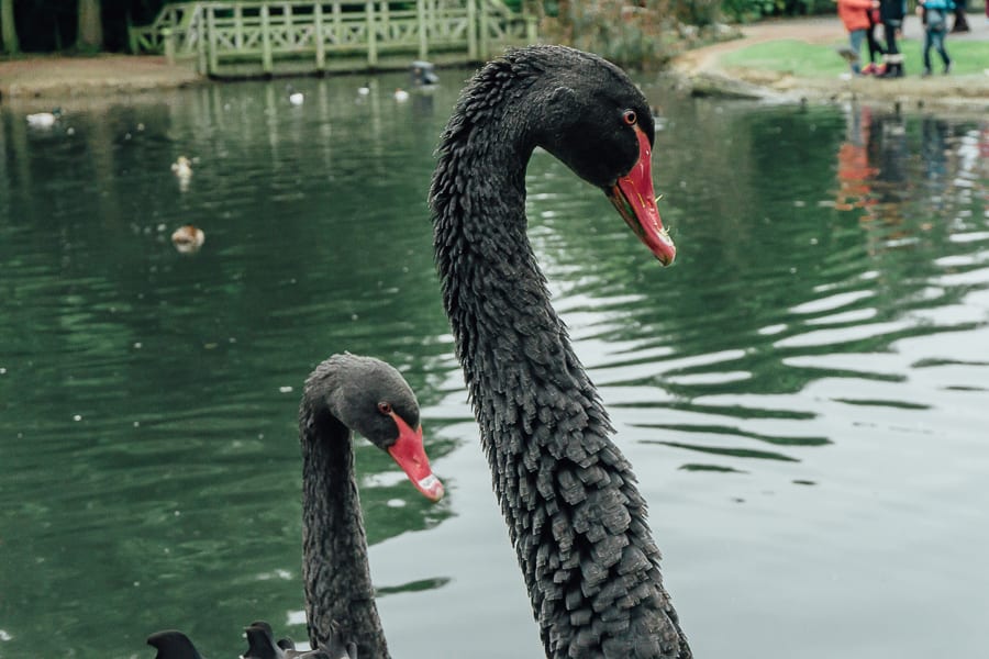 London Wetland Centre black swans