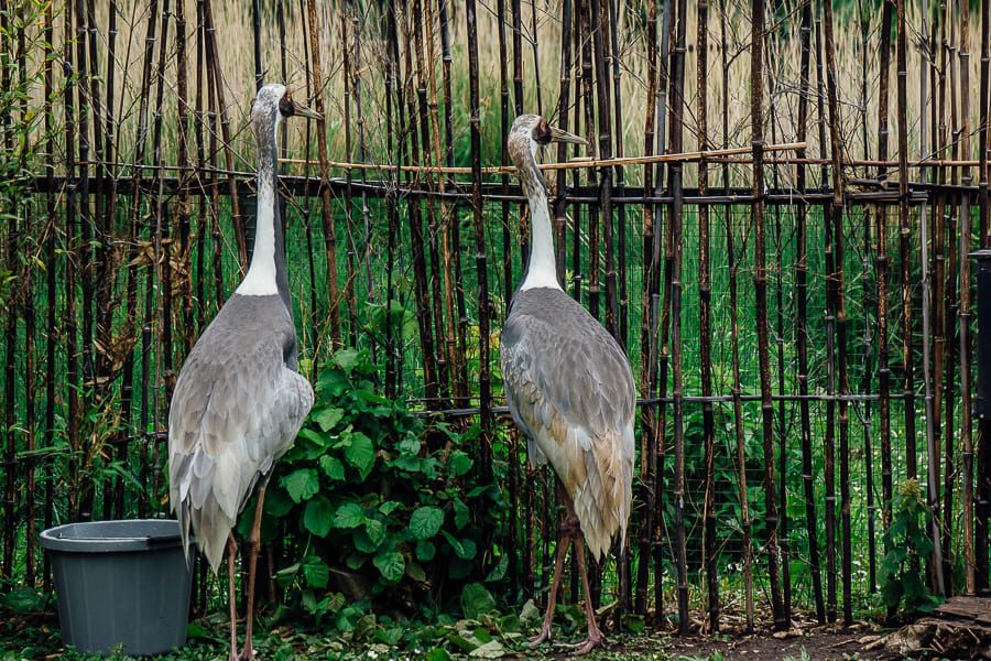London Wetland Centre cranes