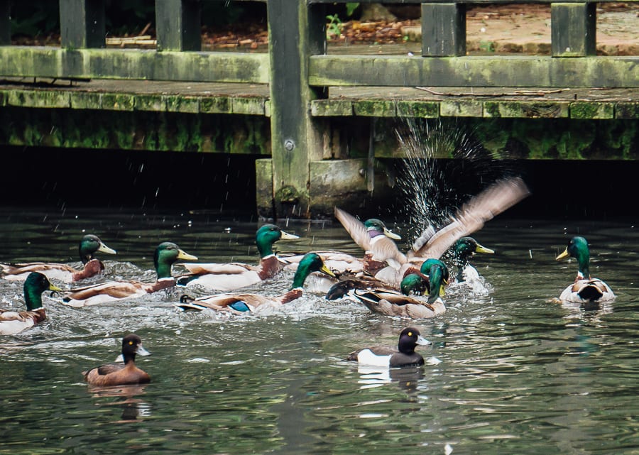London Wetland Centre ducks splashing water