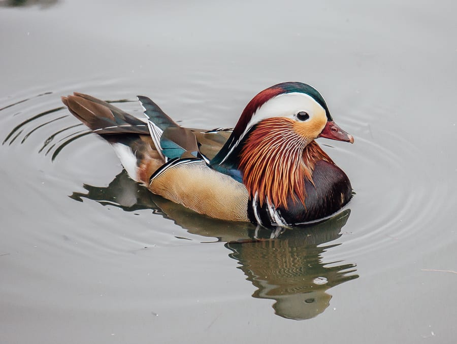 London Wetland Centre mandarin duck