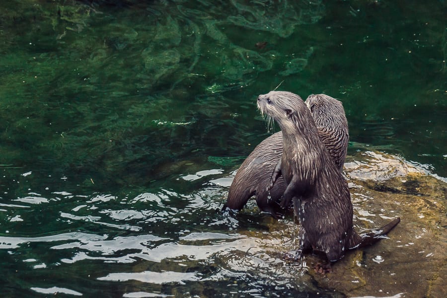 London Wetland Centre otter pair on water rock