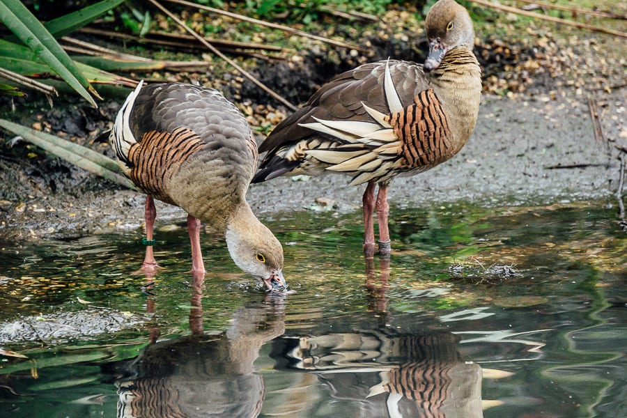 London Wetland Centre plumed whistling ducks