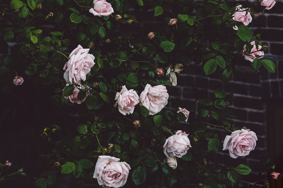 Pink climbing roses