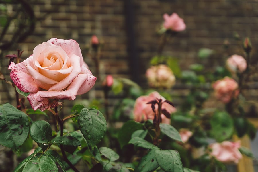 Pink frame roses